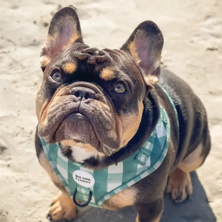 Pups Picnic Harness by Big Dog & Skippy