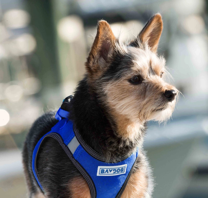 Baydog Blue Liberty BAYDOG Harness