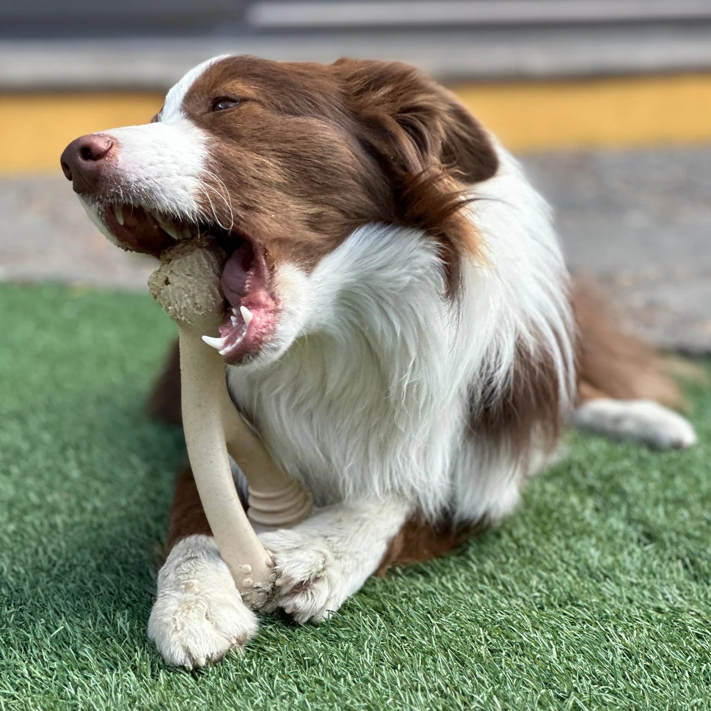 The BetterBone SOFT Beef Chew Toy