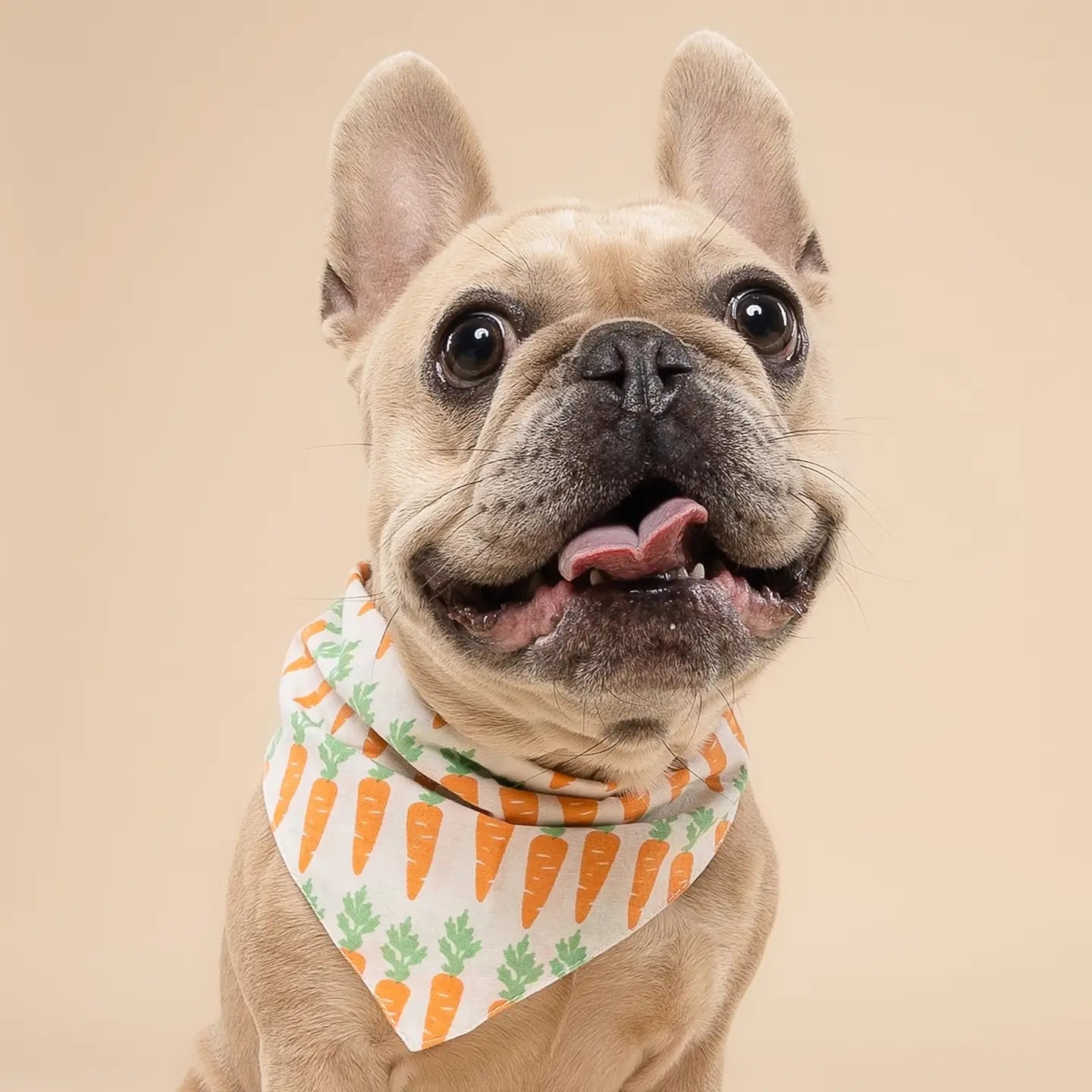 Crunch Dog Bandana