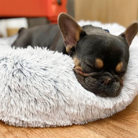 Cuddle Bed