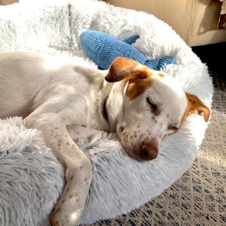 Cuddle Bed
