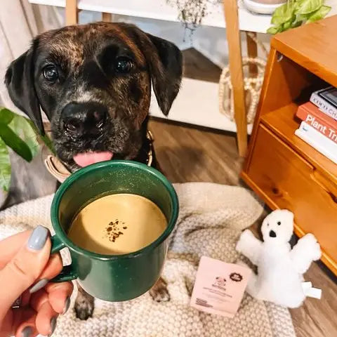 Barkista - Pumpkin Spice Latte Instant Dog Coffee