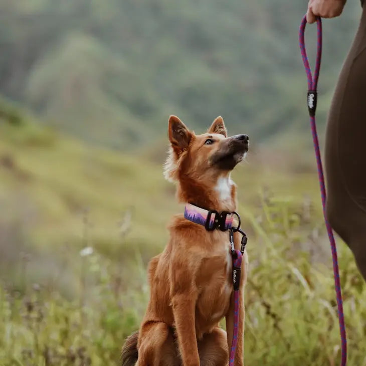 Purple Outback Hound All-Terrain Dog Leash