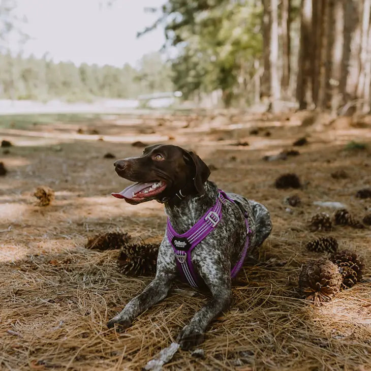Outback Hound Ultra Lite Purple Comfort Harness