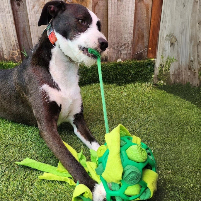 Interactive Dog Forager Ball | Reggie