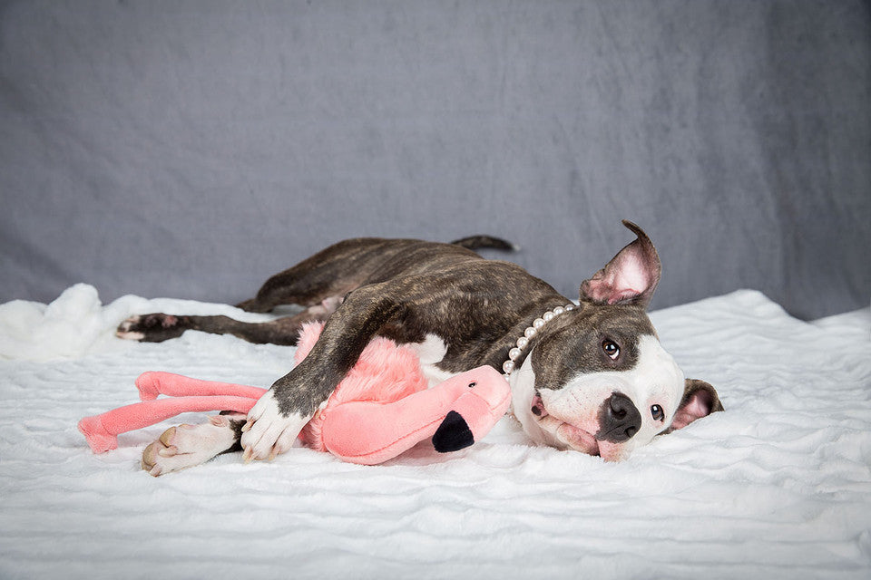 Lola Flamingo Plush Toy