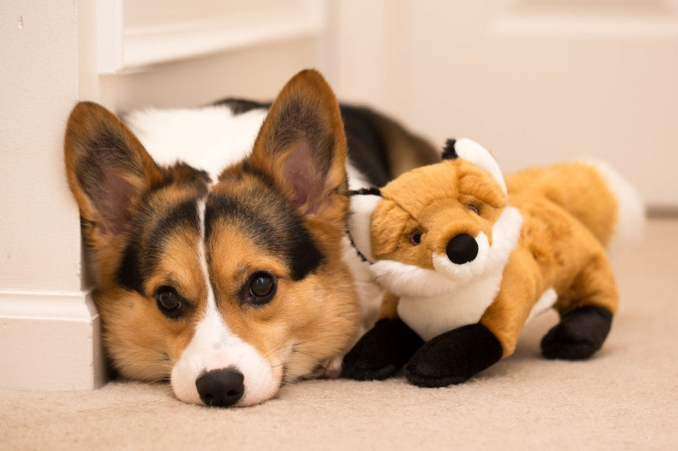 Hendrix Fox | Fluff & Tuff