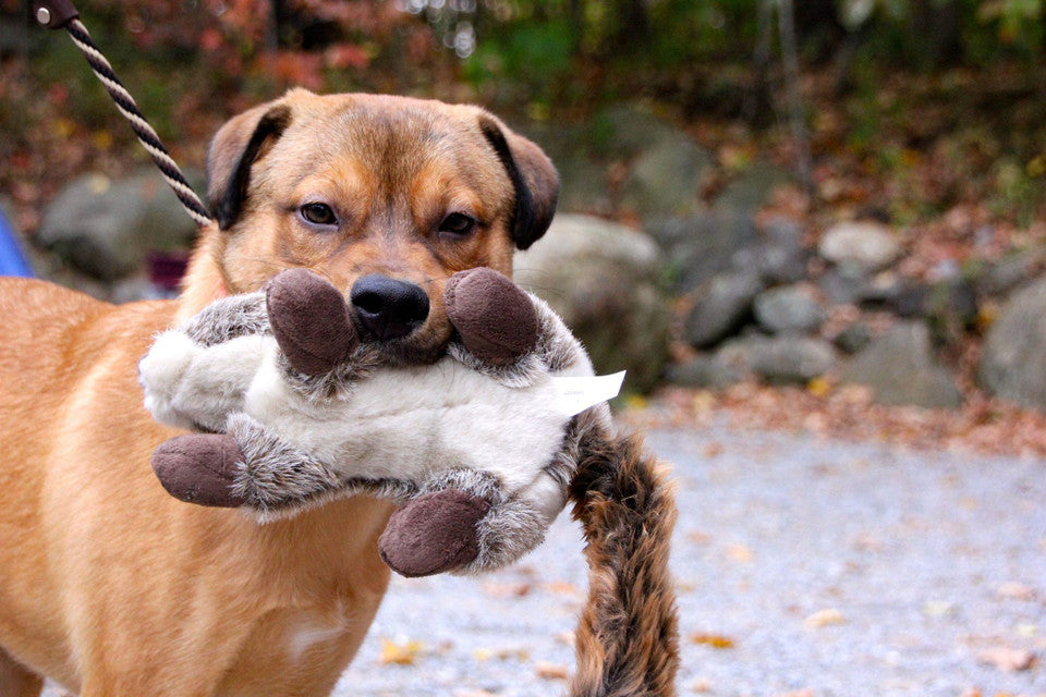 Nuts Squirrel | Fluff & Tuff