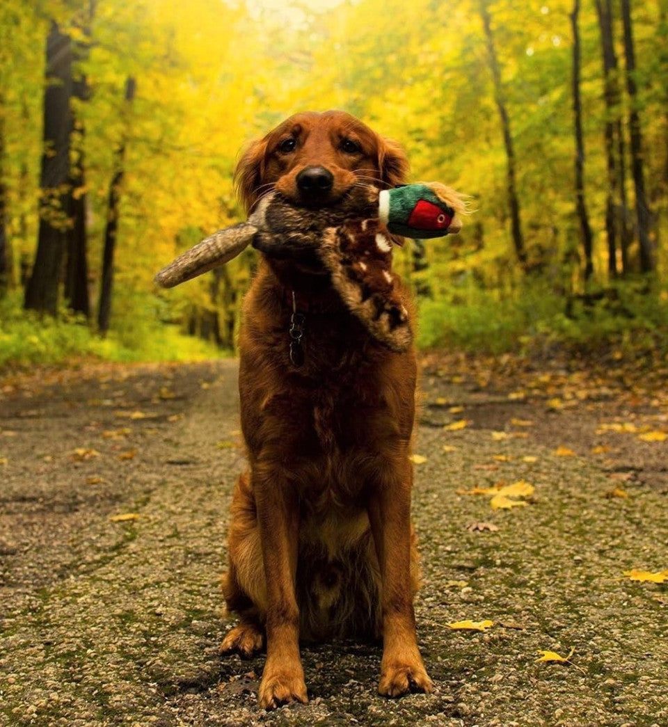 Ike Pheasant | Fluff & Tuff