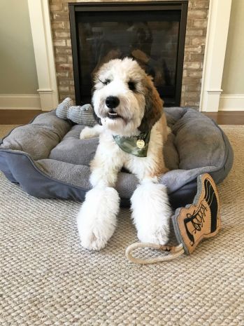 Dream Chaser Charcoal Bolster Bed