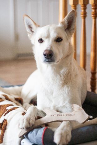 Natural Leather Antler | Tall Tails Toy