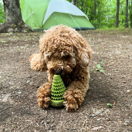 Tall Tails Evergreen Rubber Toy