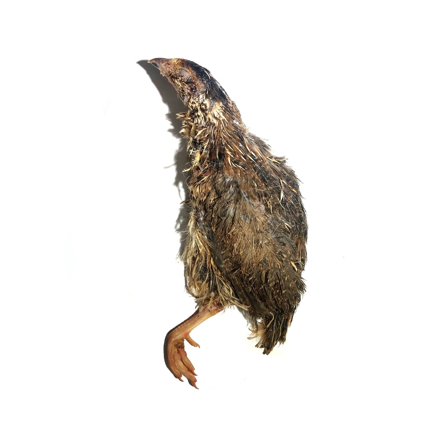Raw Split Quail 2 Pack