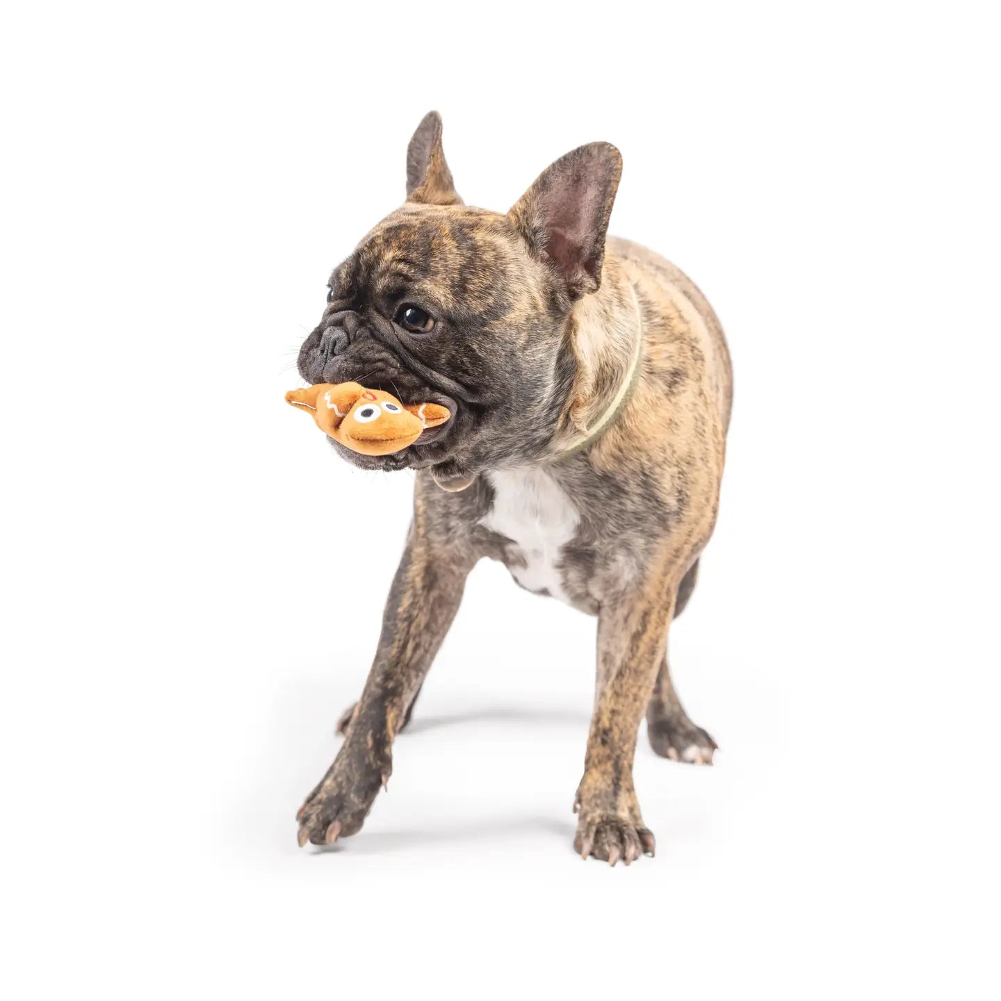 Tiny Tuff Ginger Snapped