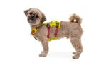 Lichen Green Flagline Dog Harness | Ruffwear