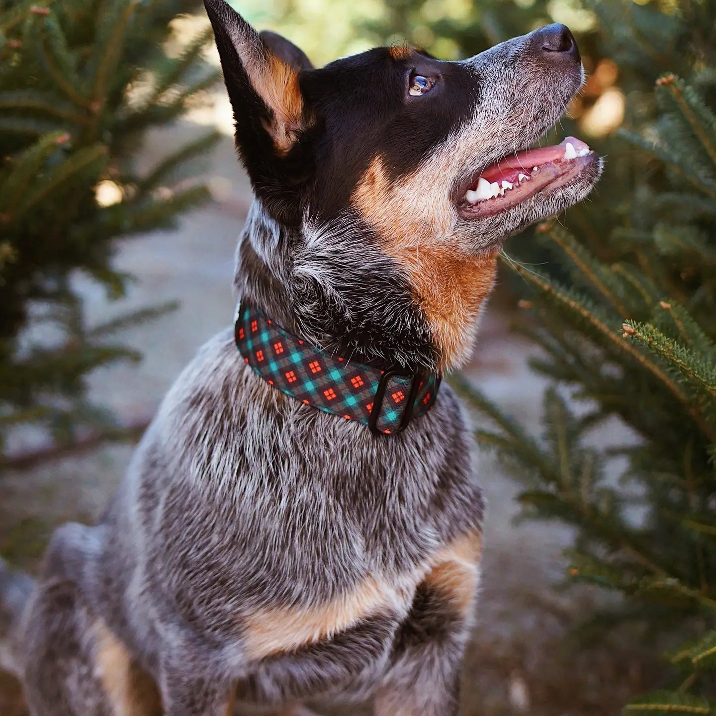 Outback Hound Merry Woofmas Dog Collar