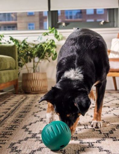 Woof Walkabout Enrichment Toy