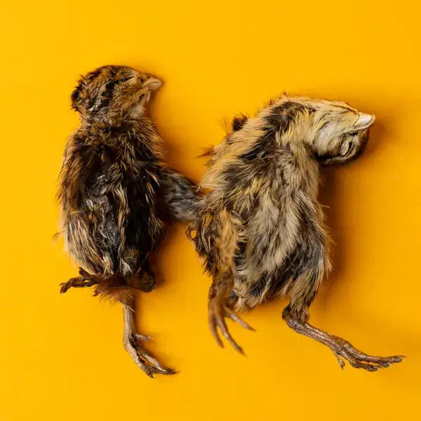 Freeze Dried Quail Hatchling