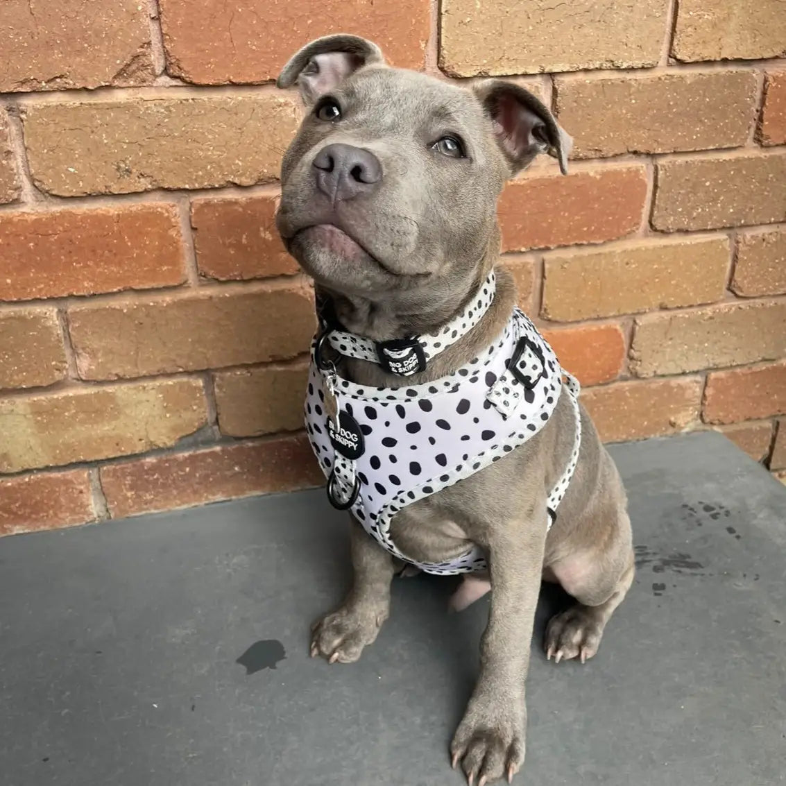 Lots of Spots Harness by Big Dog & Skippy