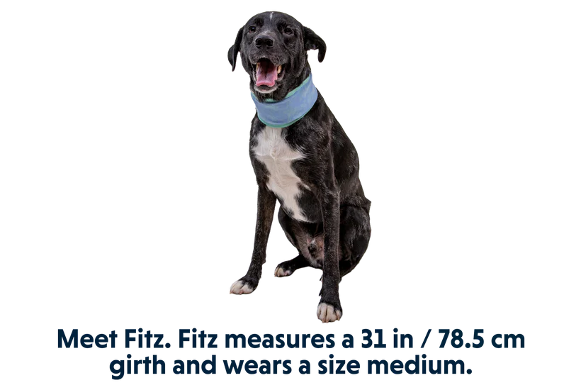 Swamp Cooling Neck Gaiter Aurora Teal & Heliotrope Purple | Ruffwear
