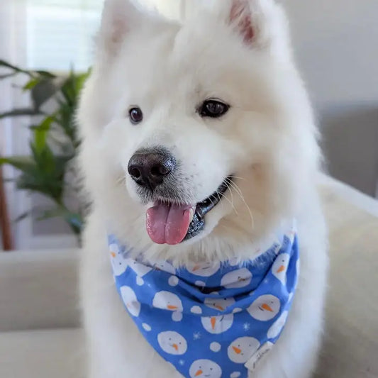 Chilly Bandana