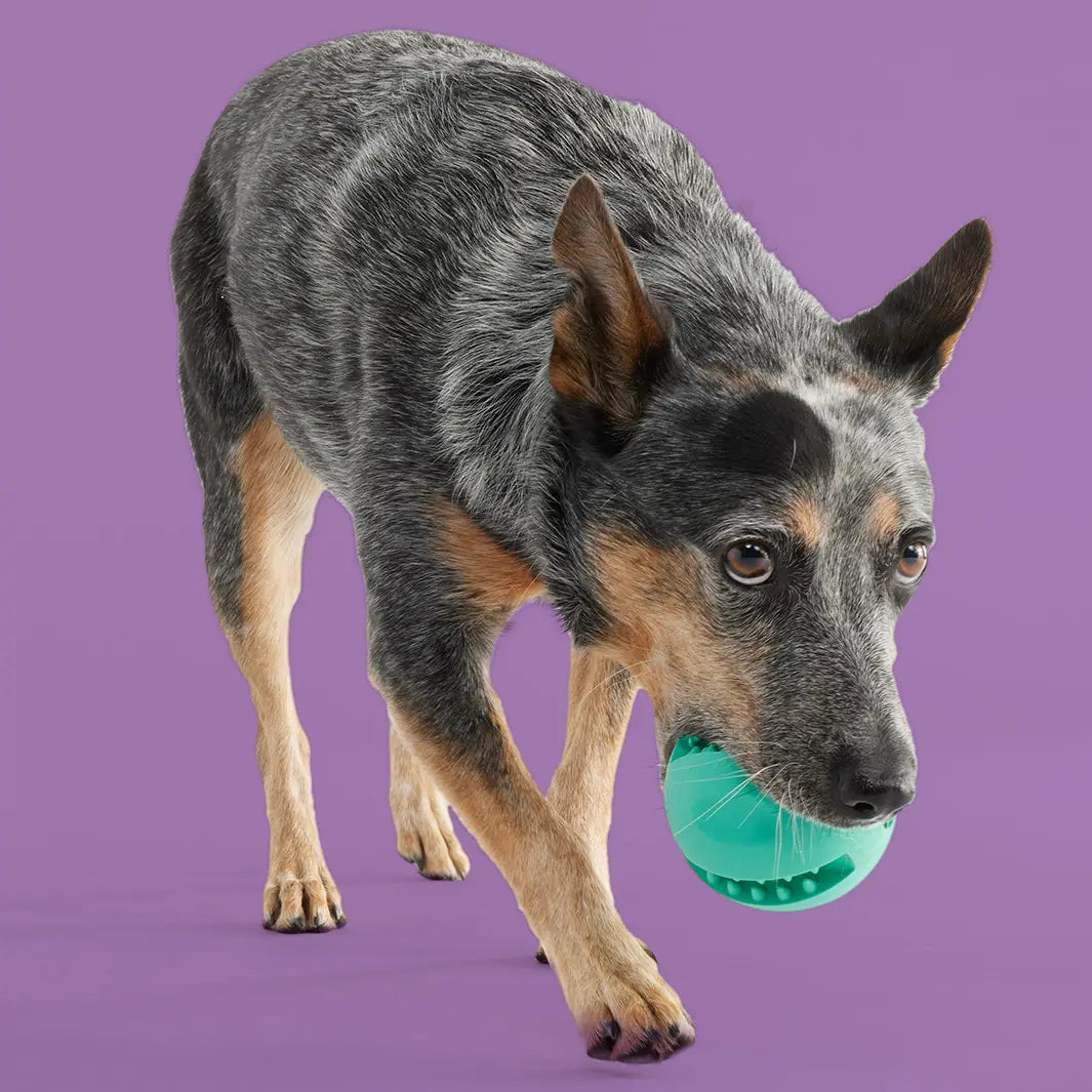 Treat Dispenser Ball