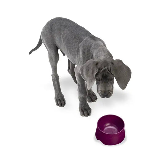 Seaflex No-Slip Bowl | West Paw