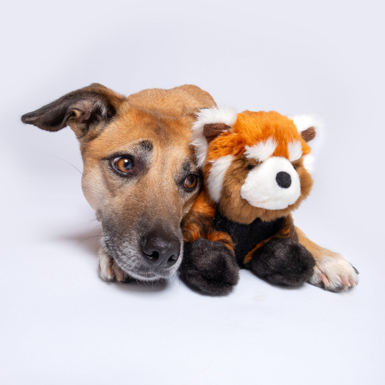 Archie Red Panda Plush Toy