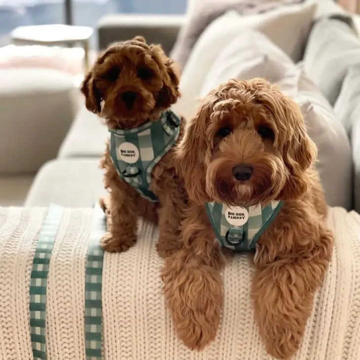 Pups Picnic Harness by Big Dog & Skippy