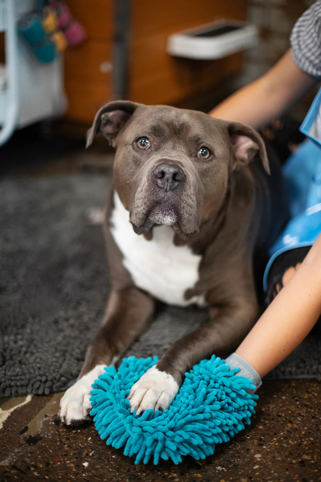 Microfiber Grooming Mitt