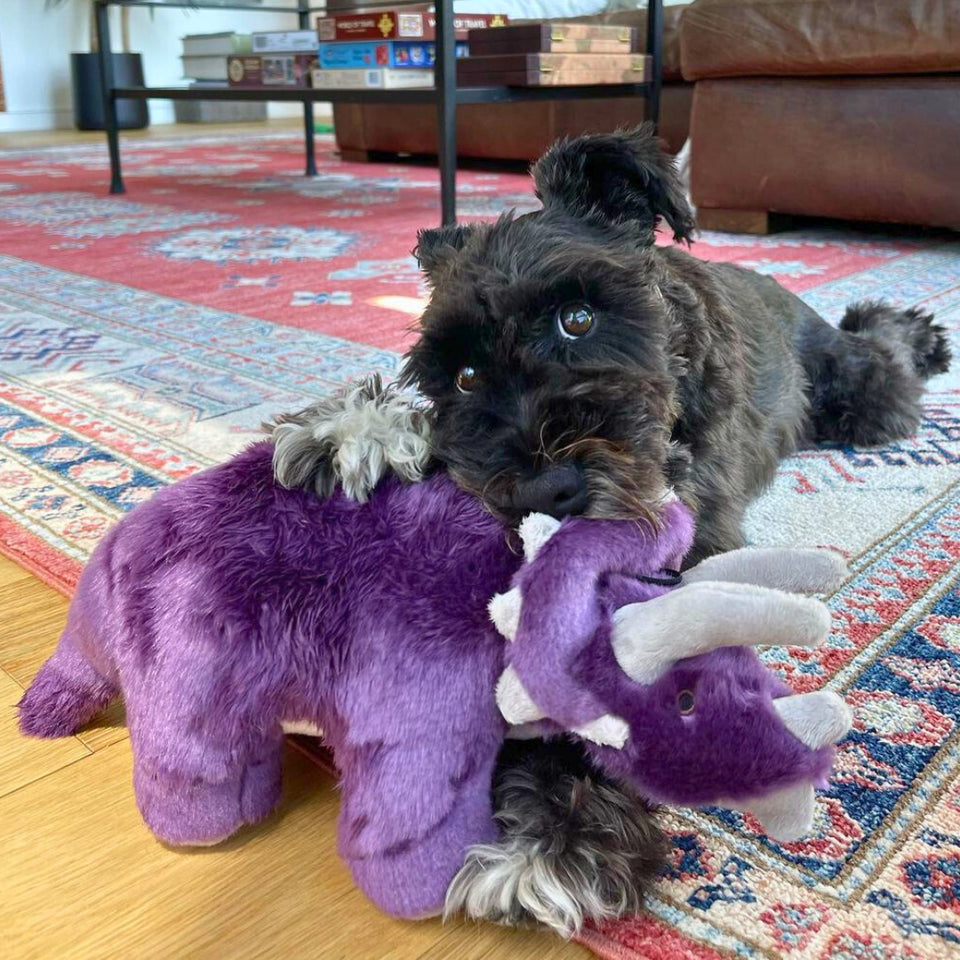 Charlie Triceratops Plush Toy