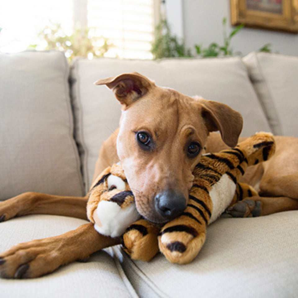 Boomer Tiger | Fluff & Tuff