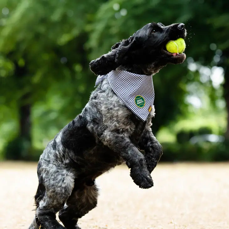 Fetch Fanatic Bandana Patch | Scout's Honour