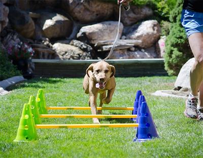 FitPaws CanineGym Dog Agility Set