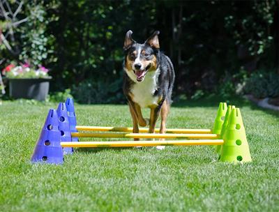 FitPaws CanineGym Dog Agility Set