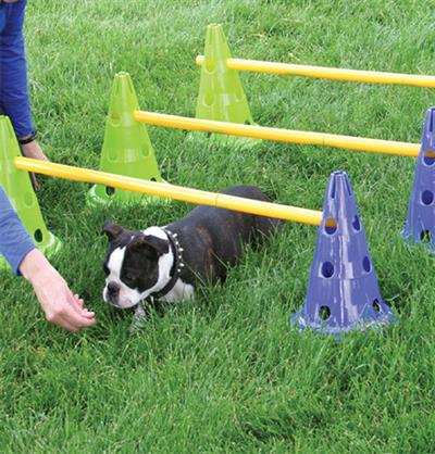 FitPaws CanineGym Dog Agility Set