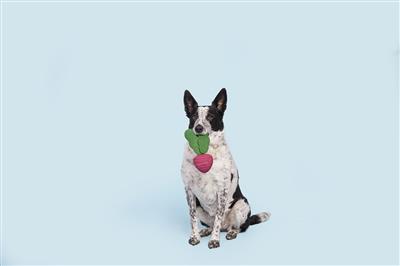 Turnt Up Turnip Super Chewer | BARK