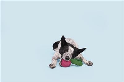 Turnt Up Turnip Super Chewer | BARK