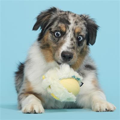 BARK Tough Chick Super Chewer Toy