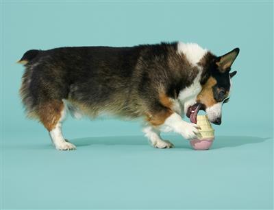 I-Squeak Cone Super Chewer Toy | BARK