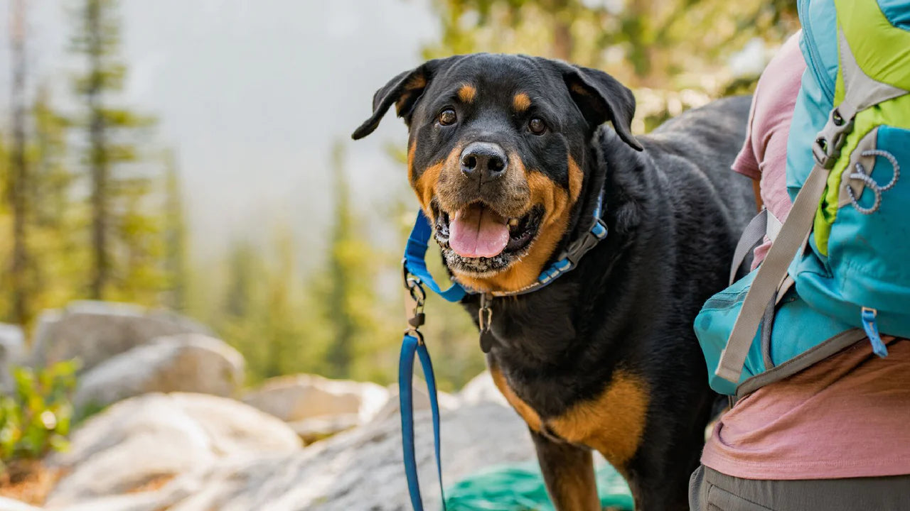 Web Reaction Martingale Dog Collar Balsalt Gray | Ruffwear
