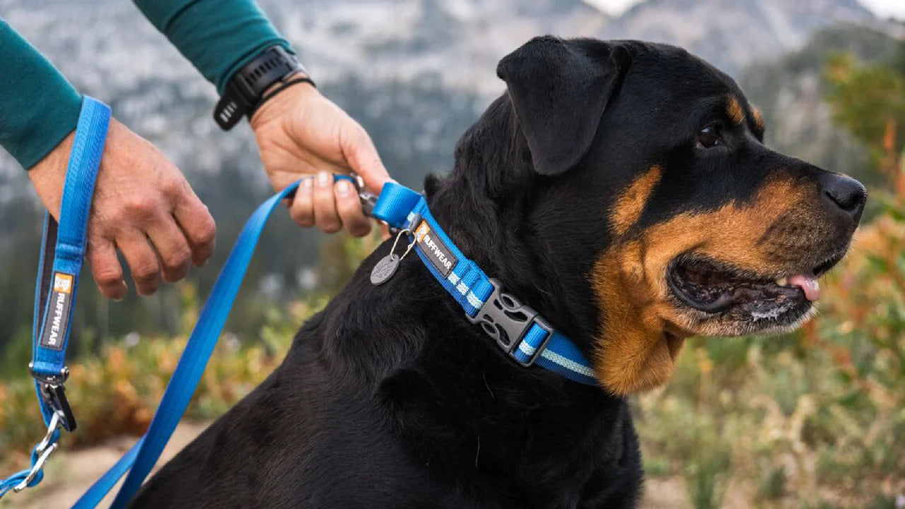 Web Reaction Martingale Dog Collar Balsalt Gray | Ruffwear