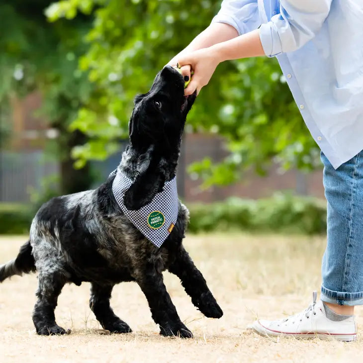 Fetch Fanatic Bandana Patch | Scout's Honour
