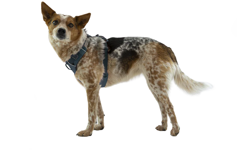 Front Range Harness Basalt Gray | Ruffwear