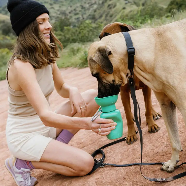 Springer Travel Bottle | Dog Travel Water Bottle | Flip 20 oz