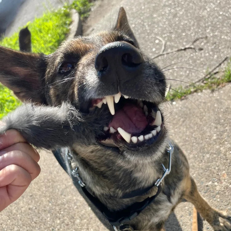 Twisted Rabbit Hide Dog Chew