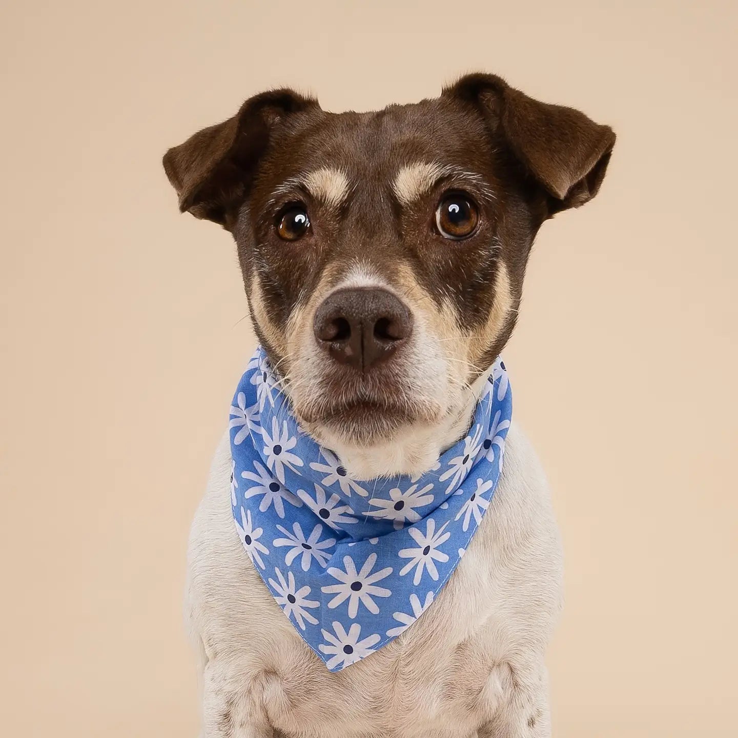 Lyla Flower Dog Bandana