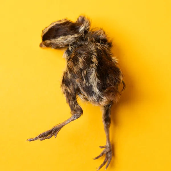 Freeze Dried Quail Hatchling
