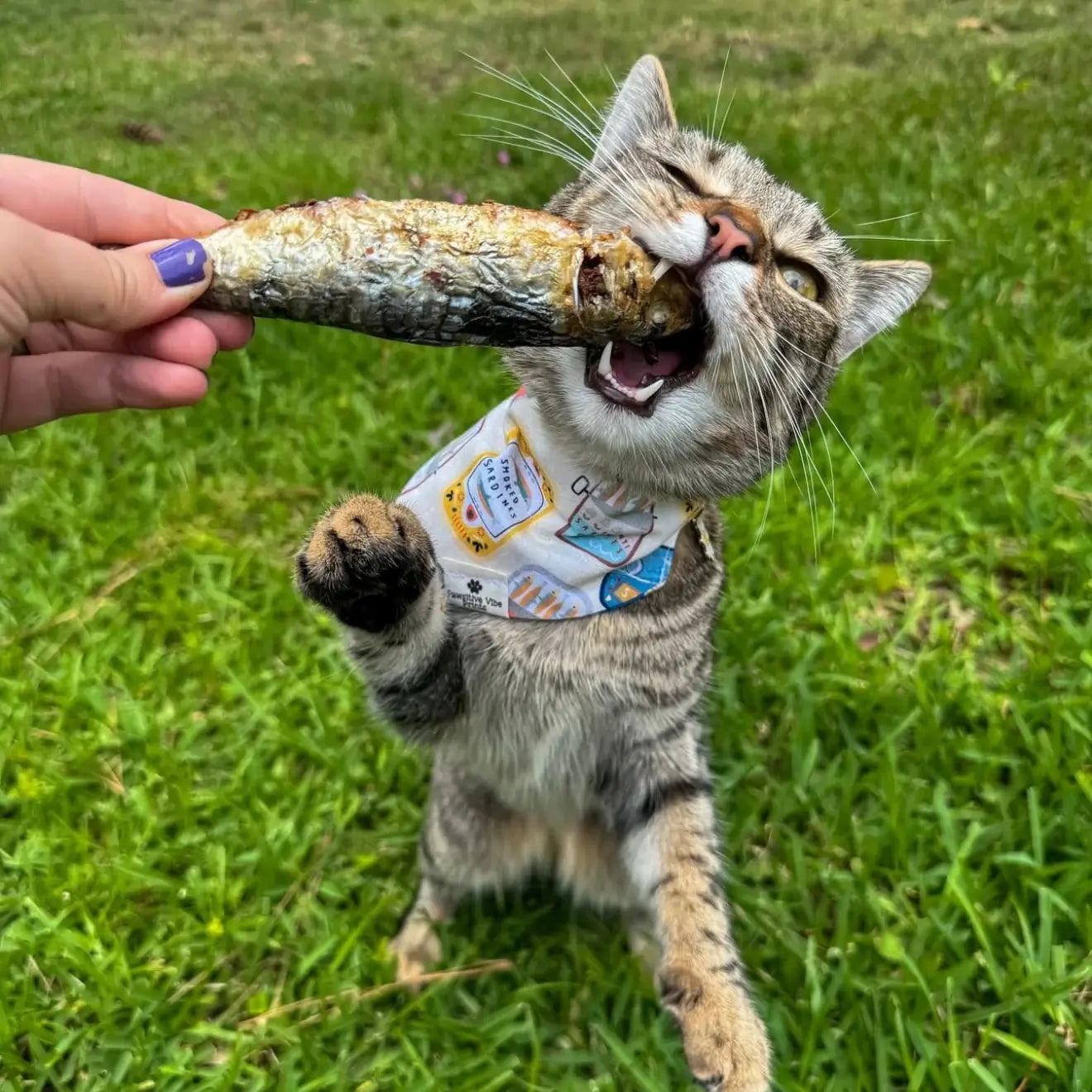 Sardine Freeze Dried Chew